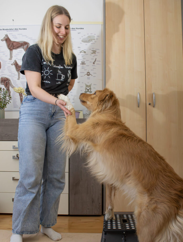Alltagsbewegungstraining Hund