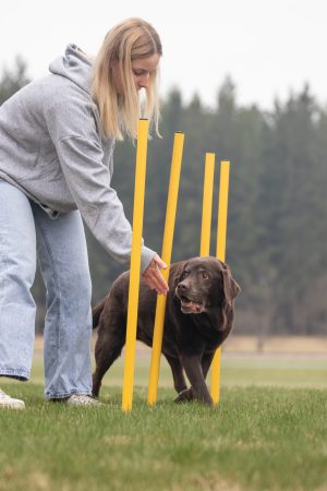 Aktive Bewegung Hund