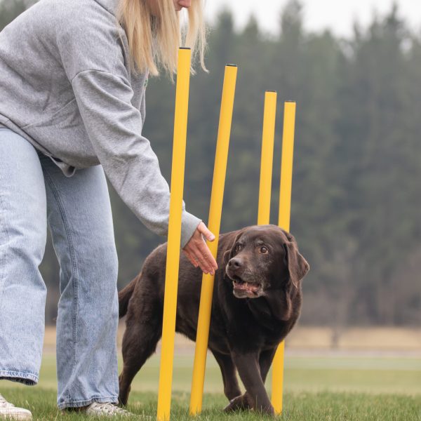 Aktive Bewegung Hund