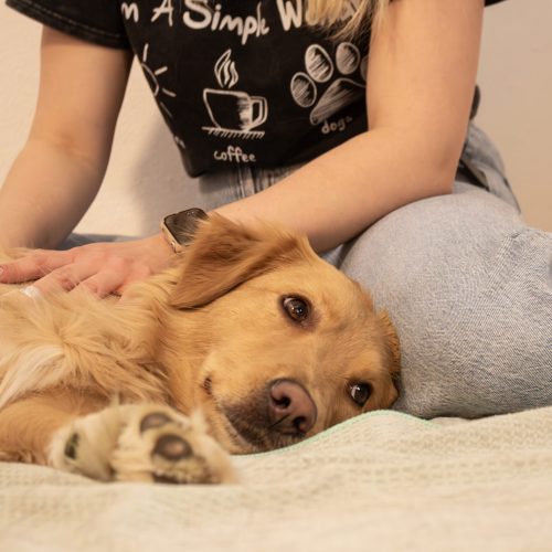 Tiermassage Waldviertel