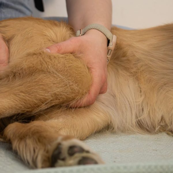 Lymphdrainage