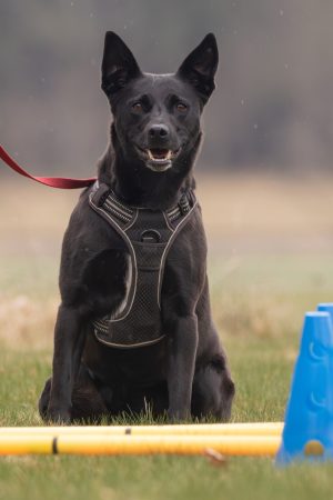 Bewegung Hund