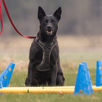 Bewegung Hund