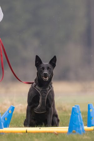 Bewegung Hund
