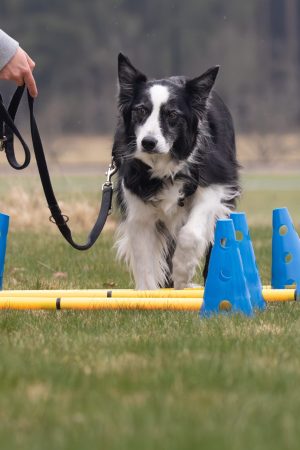 Training IsiBalance