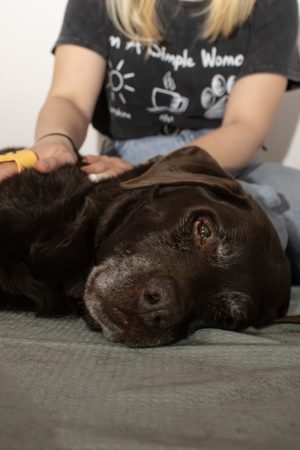 Tiermassage