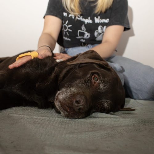 Tiermassage