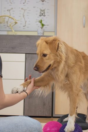 Tierbewegungstraining IsiBalance