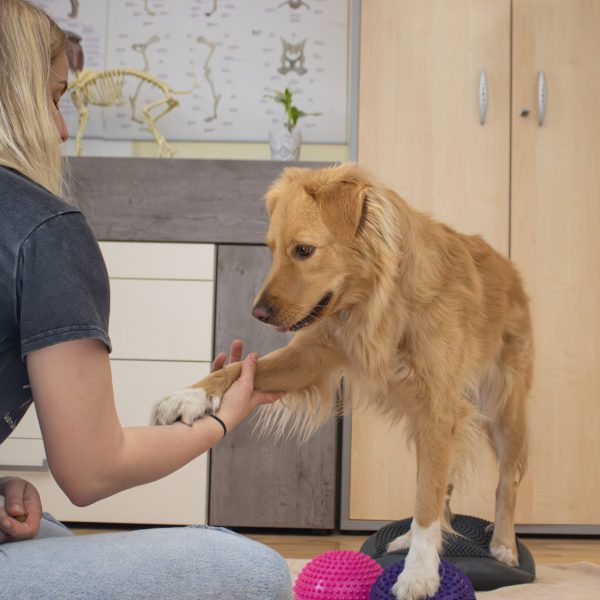 Tierbewegungstraining IsiBalance